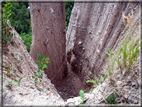 foto Piramidi di terra di Segonzano